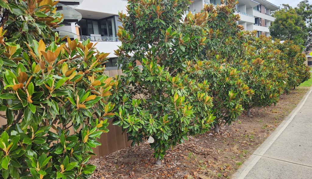 Strata apartment garden maintenance Roseville NSW